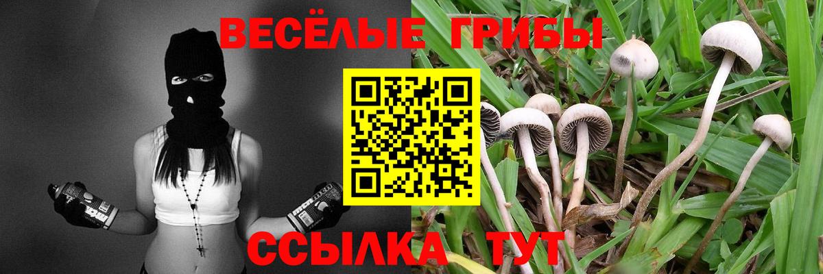 Галлюциногенные грибы Psilocybe Красноярск